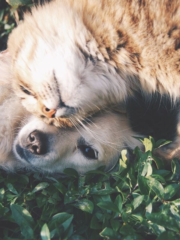 The Most Popular Dog & Cat Names Of 2018