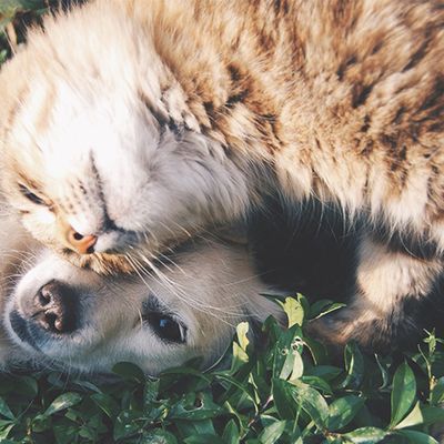 The Most Popular Dog & Cat Names Of 2018