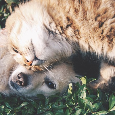 The Most Popular Dog & Cat Names Of 2018