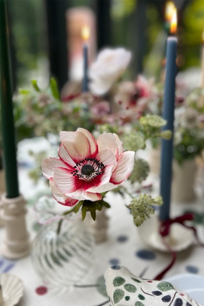 White & Red Tipped Anemone from Willow Crossley x Krishanthi Armitt