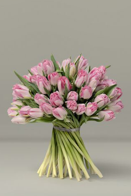 British Pink Tulips from Paul Thomas