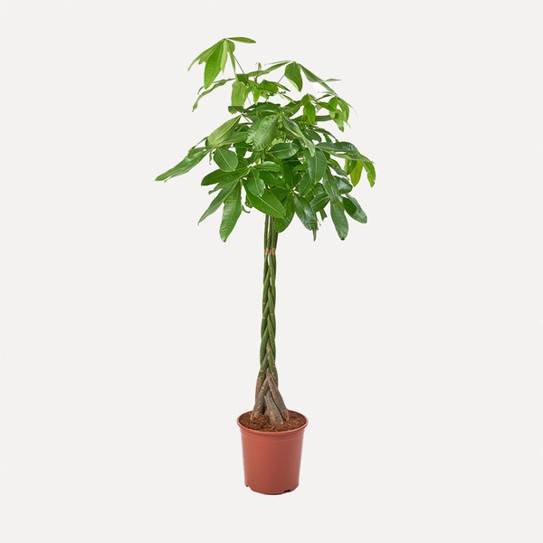 Money Tree from Plant Drop
