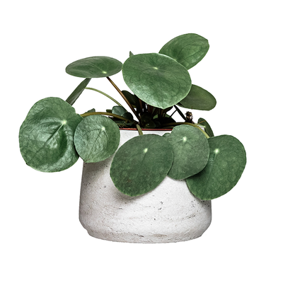 Chinese Money Plant from Leaf Envy