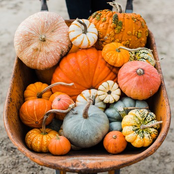 The Best Pumpkin Patches To Visit In The UK