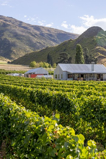 Mount Rosa Vineyard, Queenstown