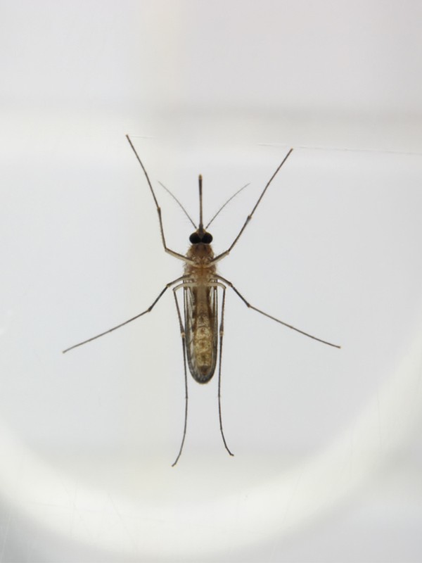 Insect Repellents: Everything You Need To Know