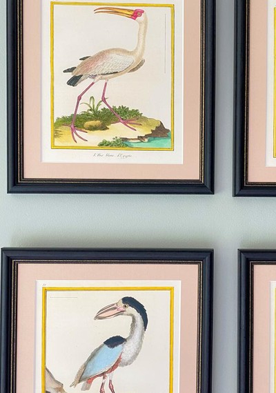 18th Century Birds Prints from Petri Prints