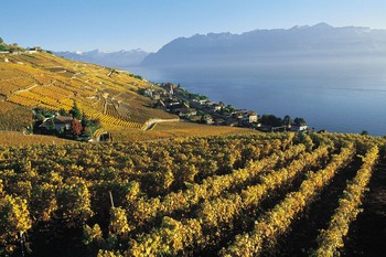 Lavaux Vineyards