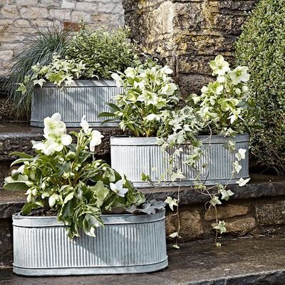 Three Oval Trough Planters from Cox & Cox