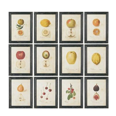 Anatomical Fruit Framed Prints