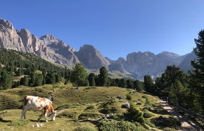 A Stroll In The Italian Dolomites