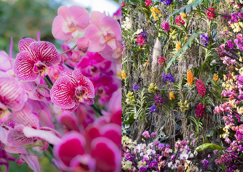 Orchids: China at Kew Gardens