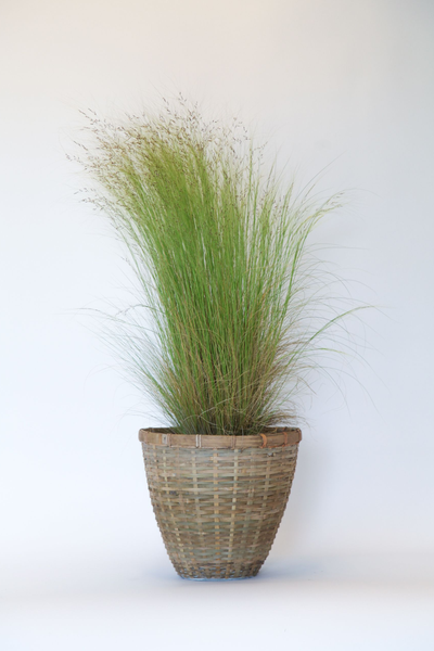 Mexican Feather Grass