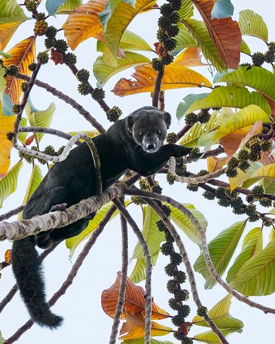 Wildlife Photographer of the Year exhibition