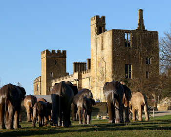 Elephant Family CoExistence Art Exhibition