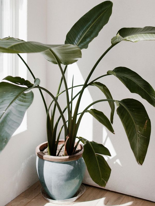 How & Why To Incorporate House Plants Into Your Space