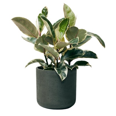 Rubber Plant Tineke from The Stem