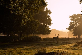 Richmond To Ham House