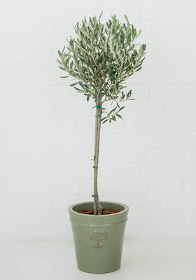 Olive Tree from Box & Sprout
