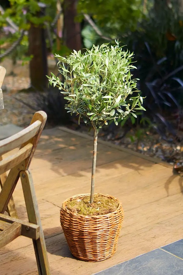 The Olive Tree from Bloom & Wild