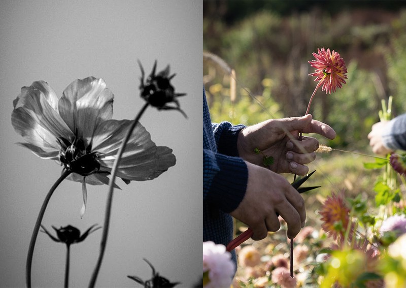 The Vault Stock; The Flower Farm, Burnt Fen Flowers