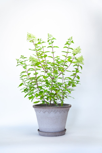 Hydrangea Limelight With Grey Copenhagen Pot