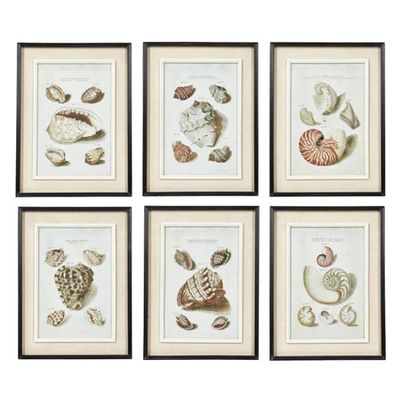Seashell Framed Prints