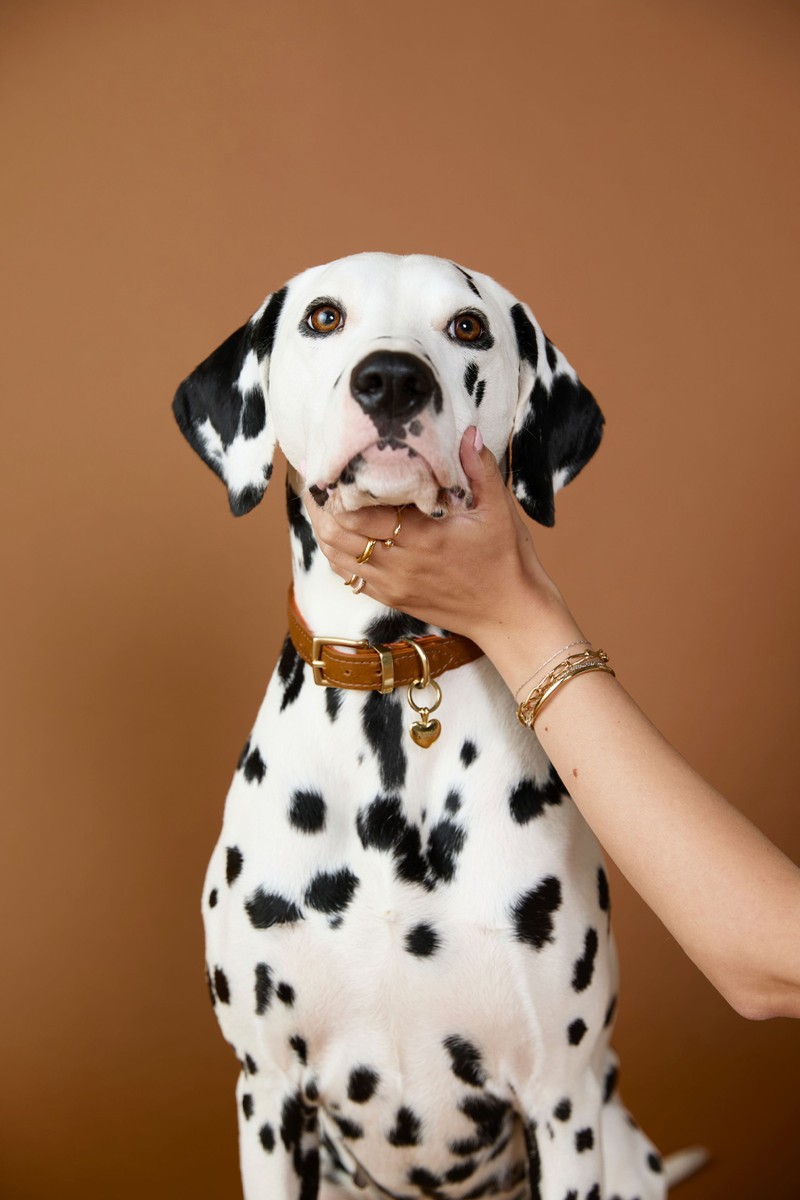 Heart Pet Tag from Astrid & Miyu