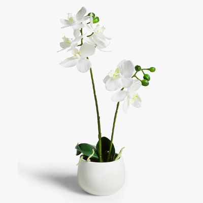 Artificial Small White Orchid from John Lewis & Partners