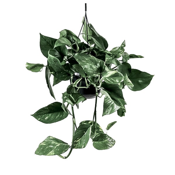 Golden Pothos from Leaf Envy