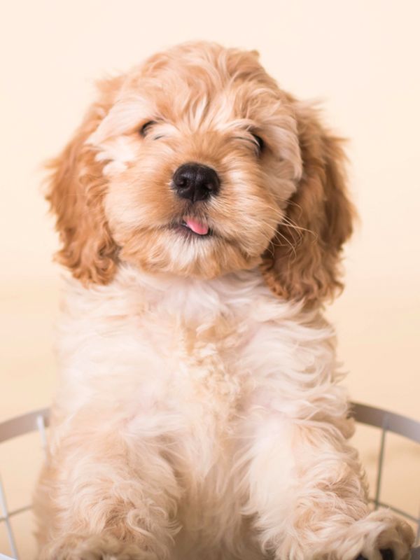 What You Should Know About Buying A Puppy