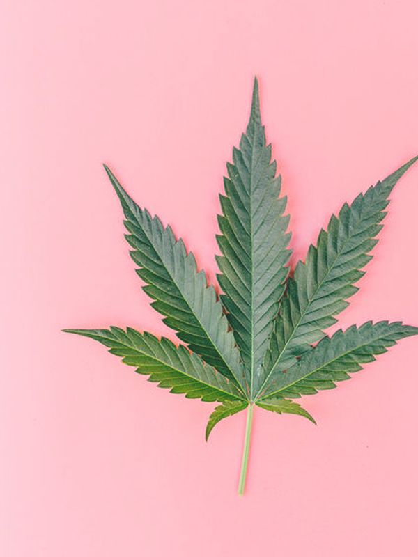 Everything You Need To Know About CBD Oil