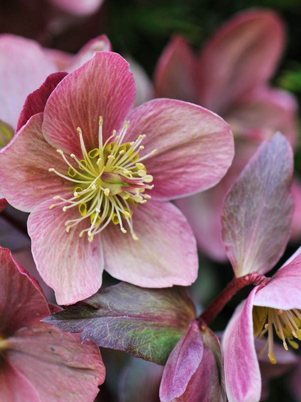 The Seasonal Flowers To Buy Now 