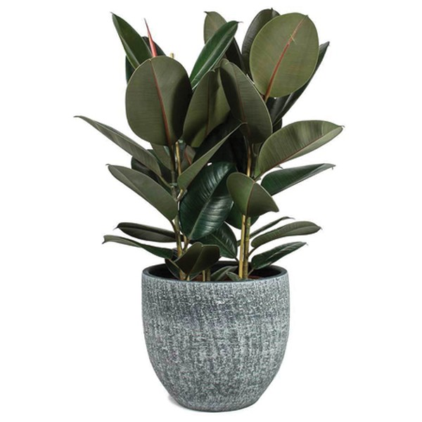 Ficus Elastica Abidjan from Hortology