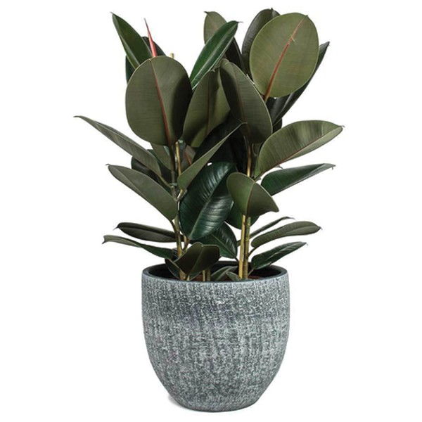 Ficus Elastica Abidjan from Hortology