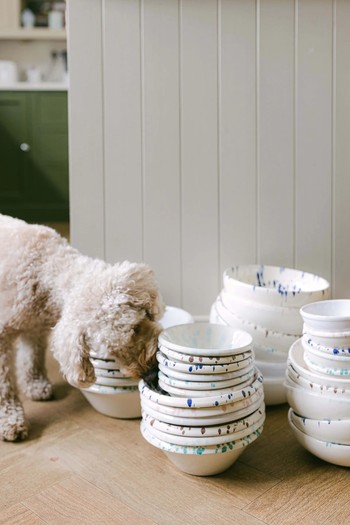 Ceramics Collection Small Pet Bowls from Paloma’s Products