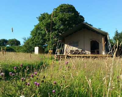 Top Of The Woods, Pembrokeshire