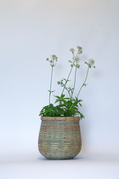 Astrantia Shaggy