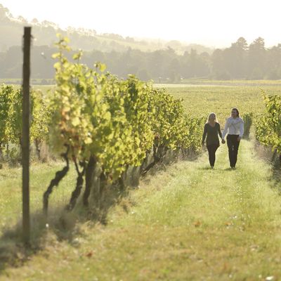 11 UK Vineyards Where You Can Stay Overnight