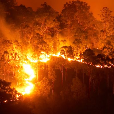 8 Ways To Donate To The Fight Against Australia's Bushfires