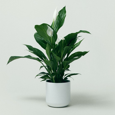 Peace Lily from The Stem