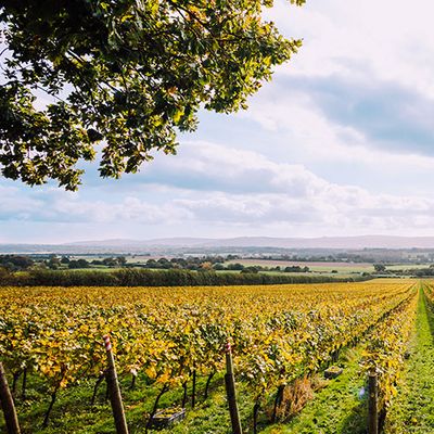 The Best UK Vineyards To Visit