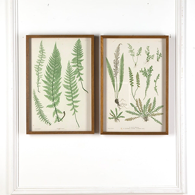 19th Century 'Ferns of Great Britain & Ireland' Prints from Lorfords