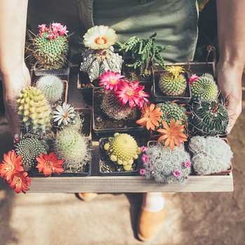 There’s Now A Black Market For Succulents