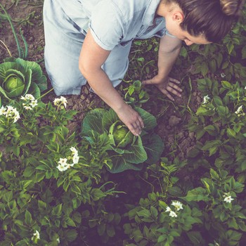 How To Grow A Vegetable Patch