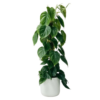 Heart-Leaf Philodendron from The Stem