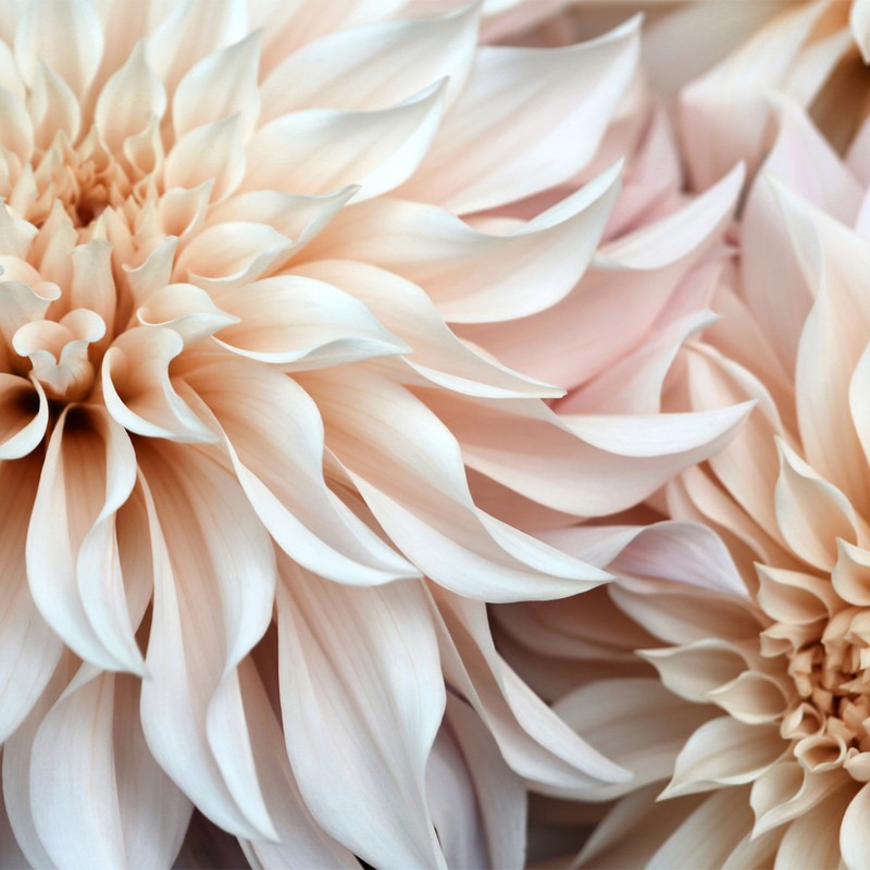 The Seasonal Flowers To Buy & Style Now