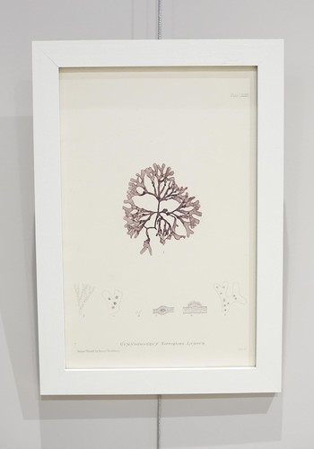 Henry Bradbury Seaweed Print #9 from Tallboy Interiors