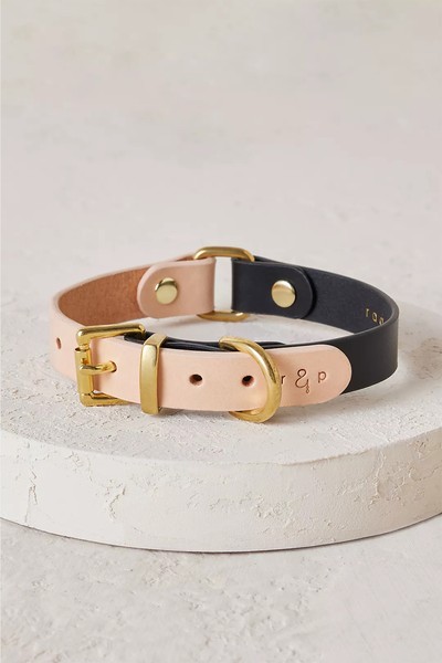 Colourblock Medium Dog Collar from Rag & Paw