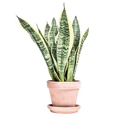 Snake Plant from Leaf Envy